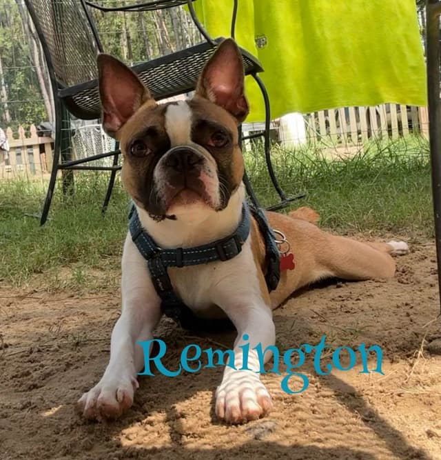Boston Terrier Puppies media 20