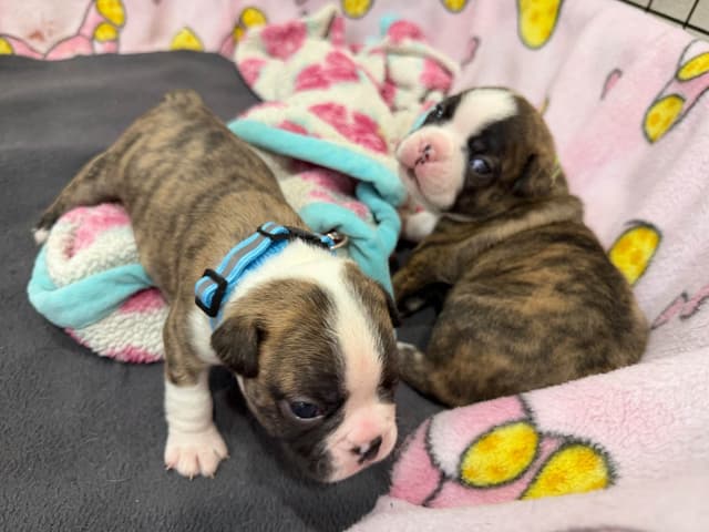 Boston Terrier Puppies media 3