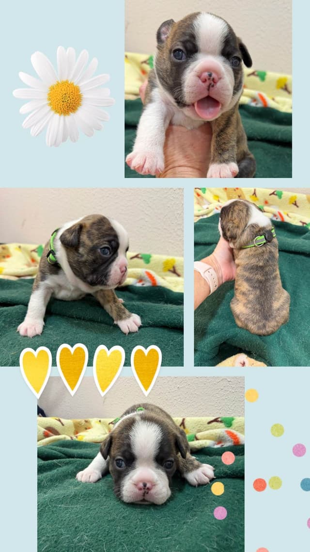 Boston Terrier Puppies media 4