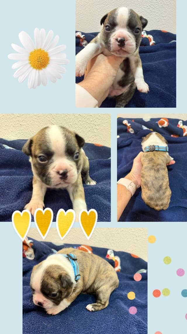 Boston Terrier Puppies media 5