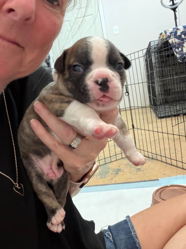 Boston Terrier Puppies media 6