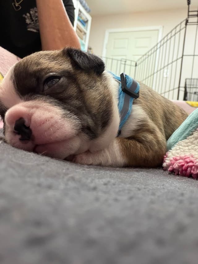 Boston Terrier Puppies media 7