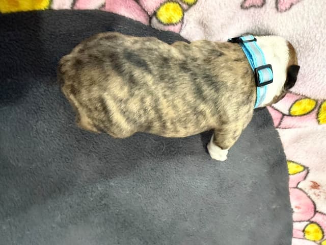 Boston Terrier Puppies media 9