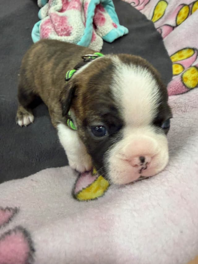 Boston Terrier Puppies media 10