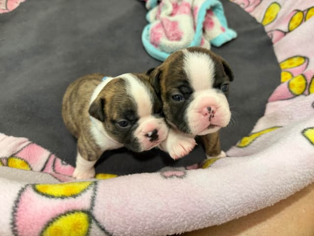 Boston Terrier Puppies media 2