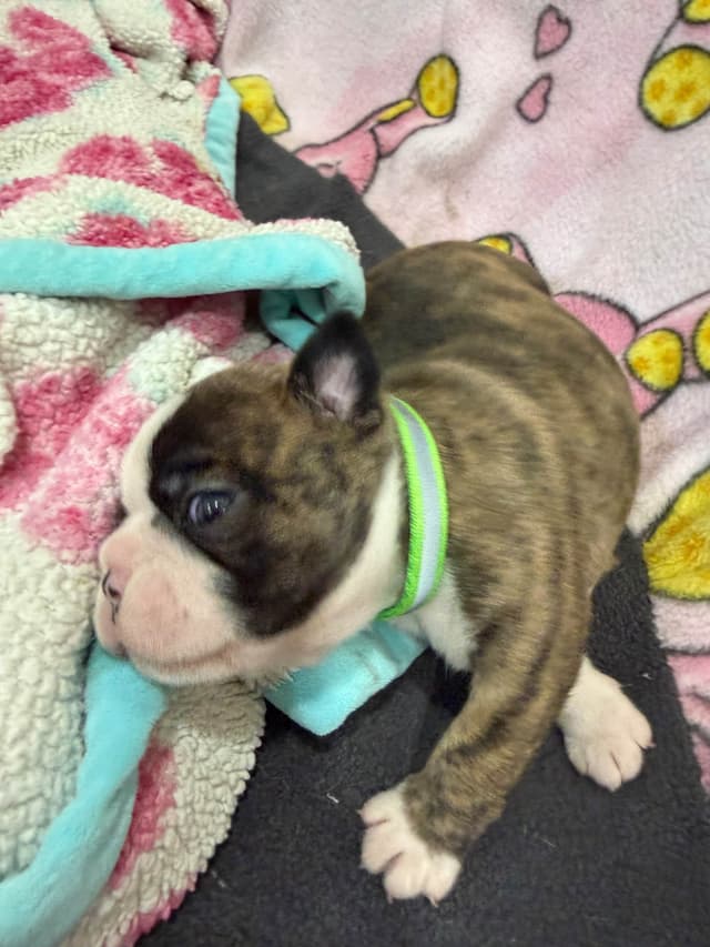 Boston Terrier Puppies media 11