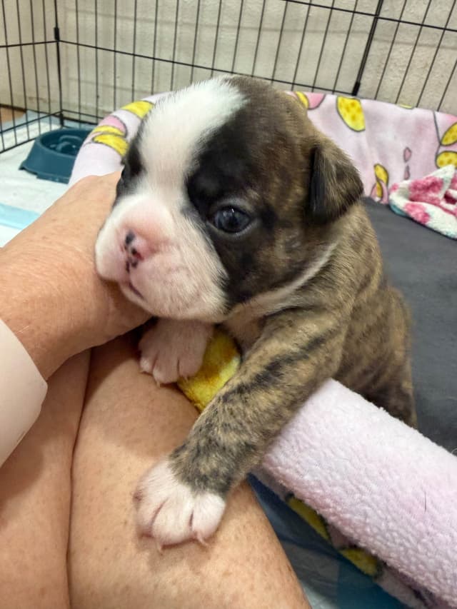Boston Terrier Puppies media 12