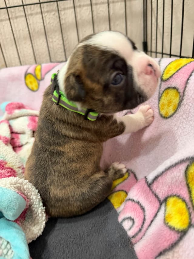 Boston Terrier Puppies media 13