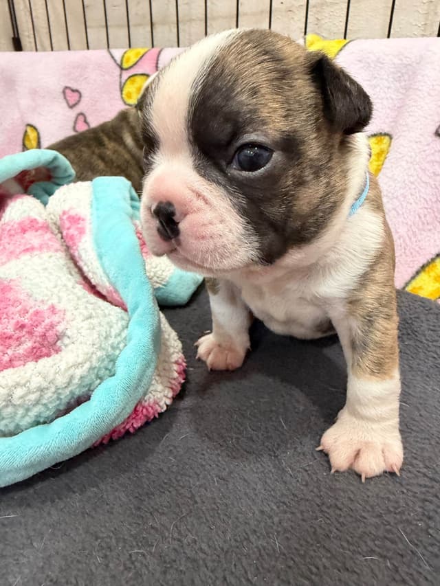 Boston Terrier Puppies media 14