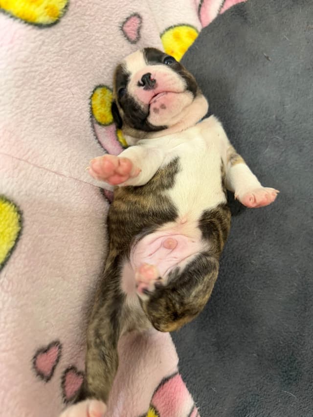 Boston Terrier Puppies media 15