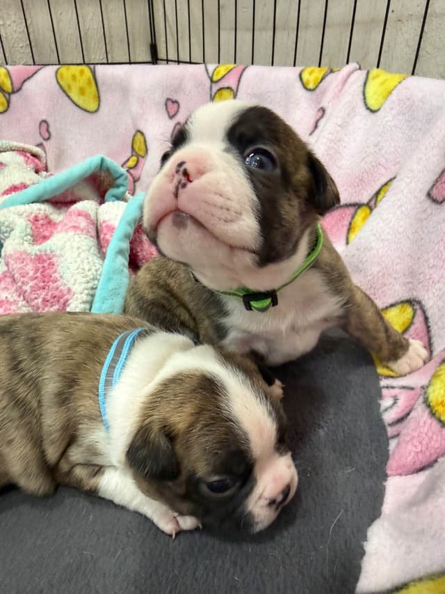 Boston Terrier Puppies media 16