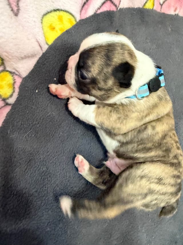 Boston Terrier Puppies media 17