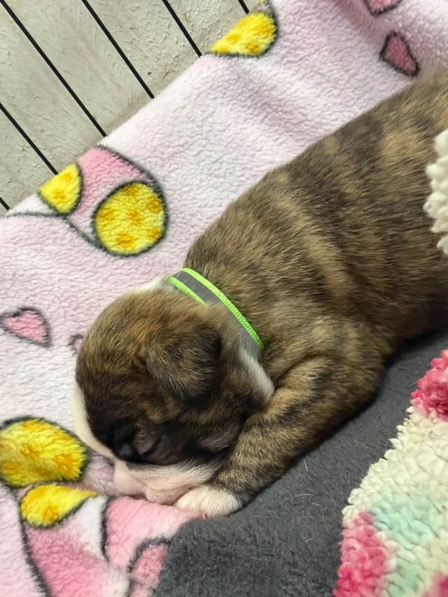 Boston Terrier Puppies media 18