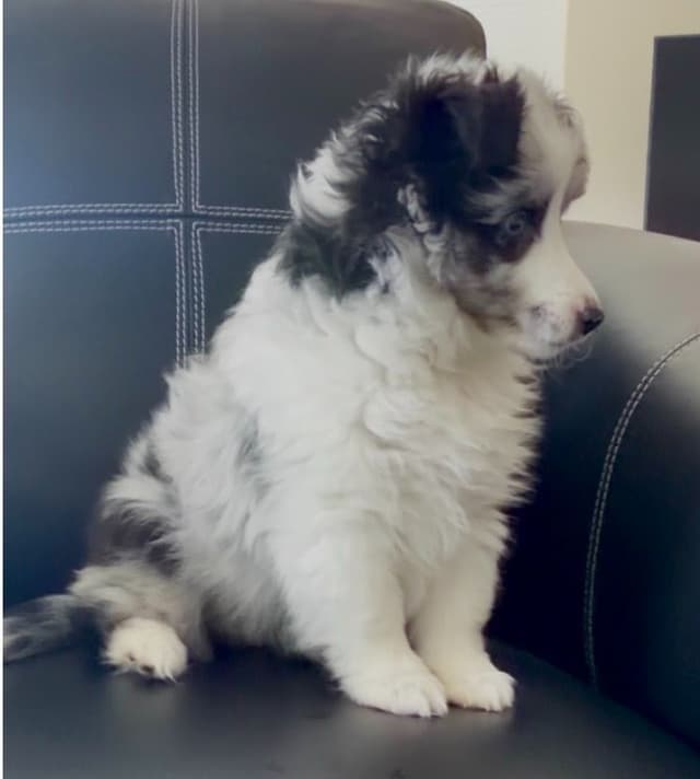 Shetland Sheepdog Puppies media 2