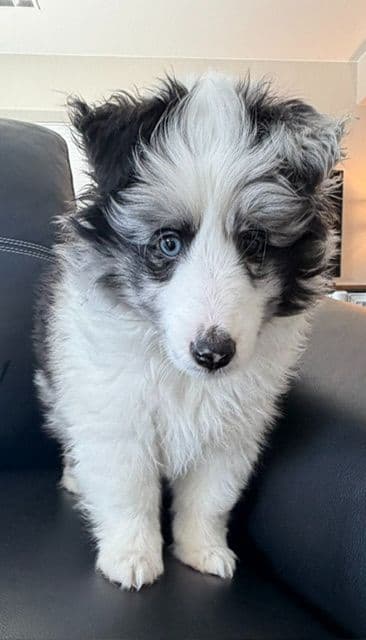 Shetland Sheepdog Puppies media 3