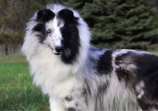 Shetland Sheepdog Puppies media 4