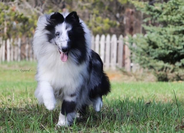Shetland Sheepdog Puppies media 5