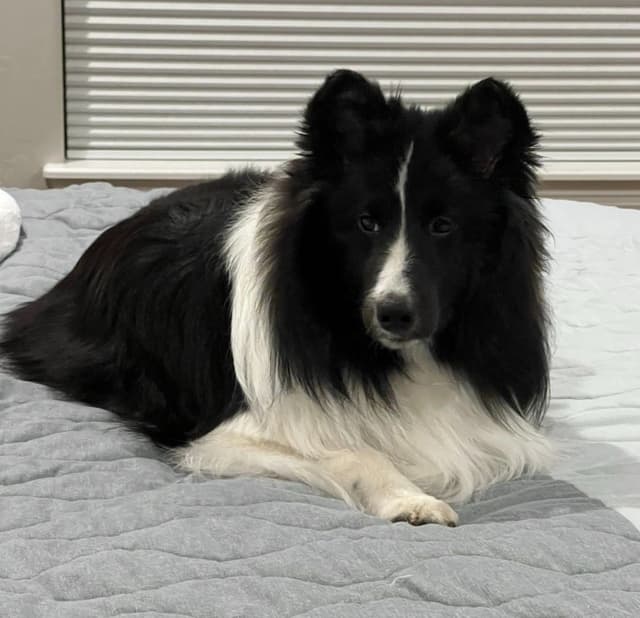Shetland Sheepdog Puppies media 6