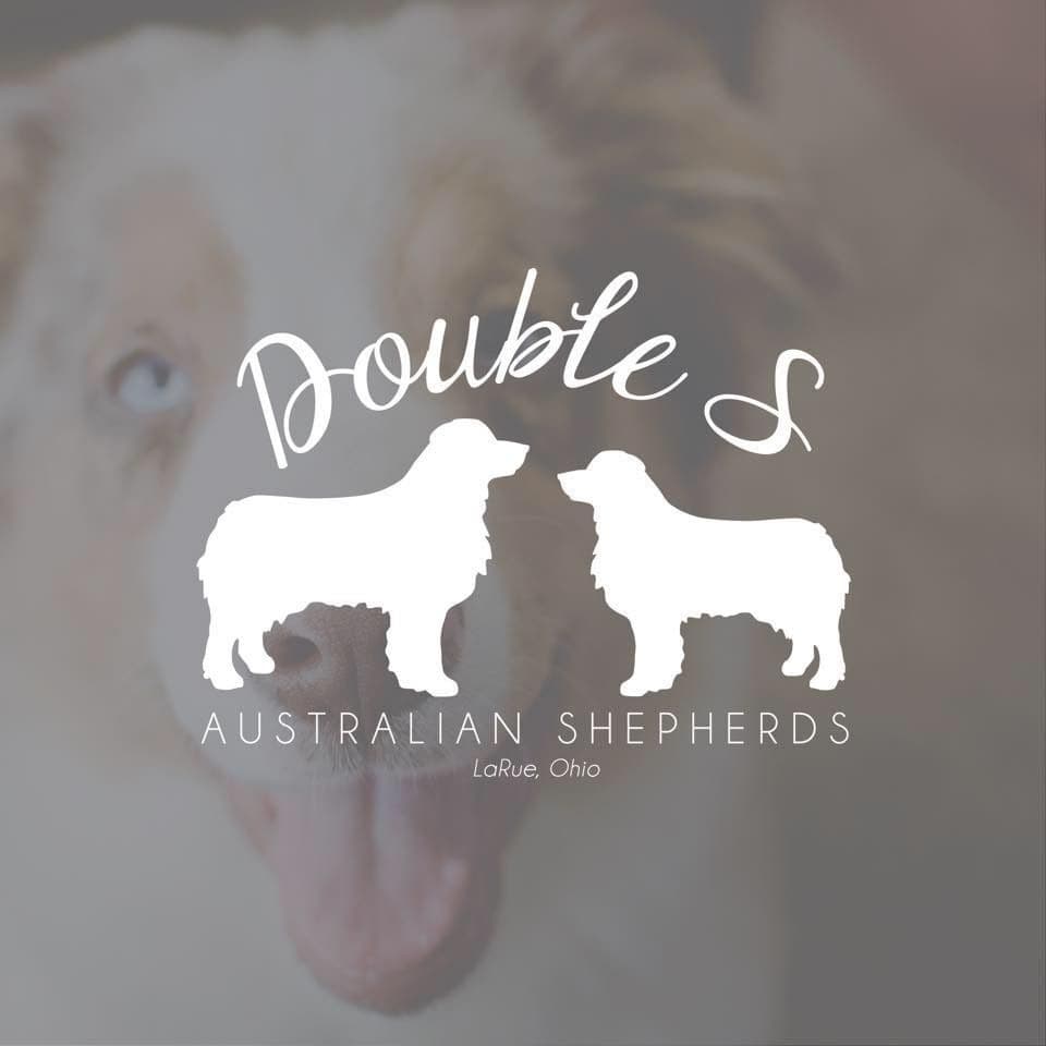 Australian Shepherd Puppies breeder image 1