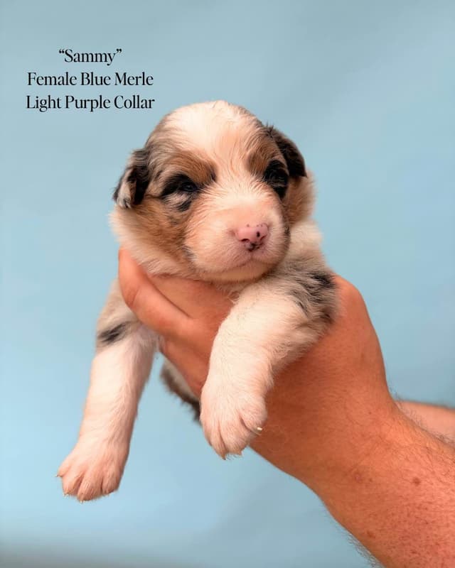 Australian Shepherd Puppies media 15