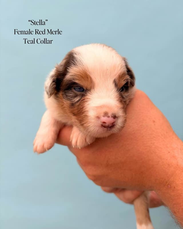 Australian Shepherd Puppies media 16
