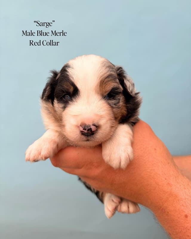 Australian Shepherd Puppies media 18