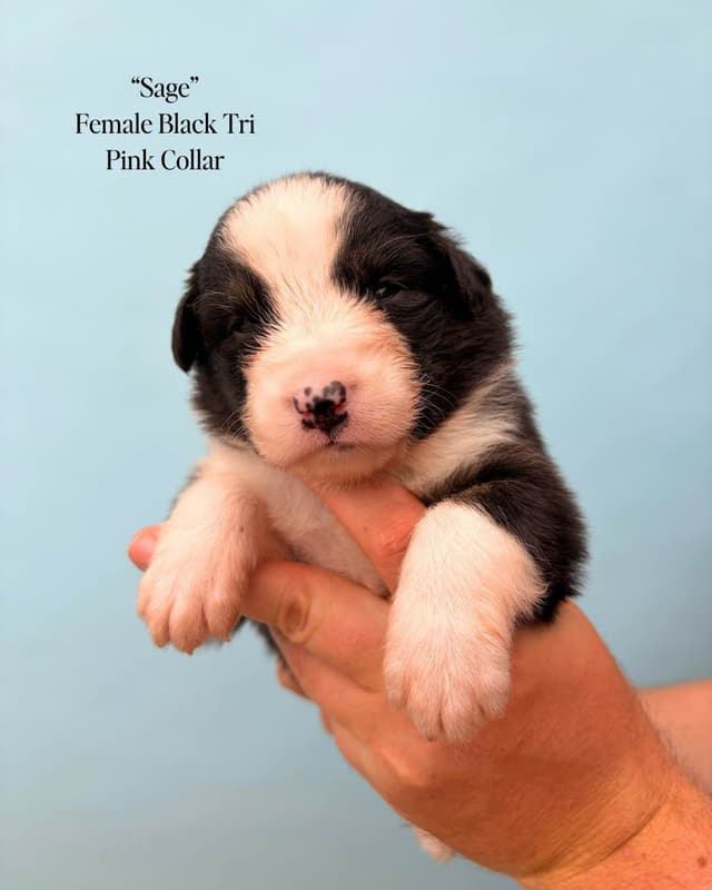 Australian Shepherd Puppies media 19