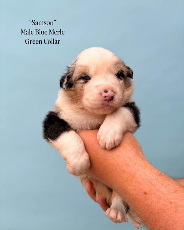 Australian Shepherd Puppies media 21