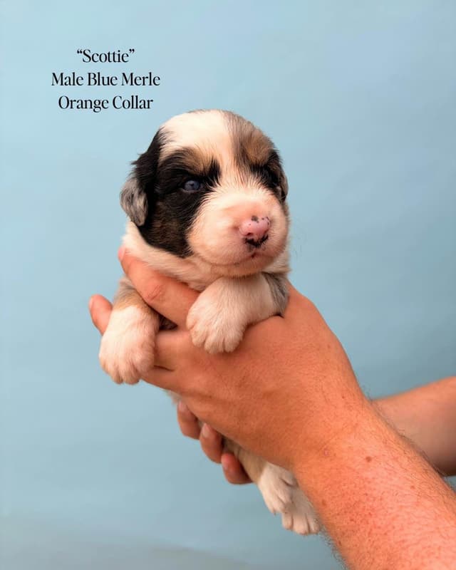 Australian Shepherd Puppies media 22