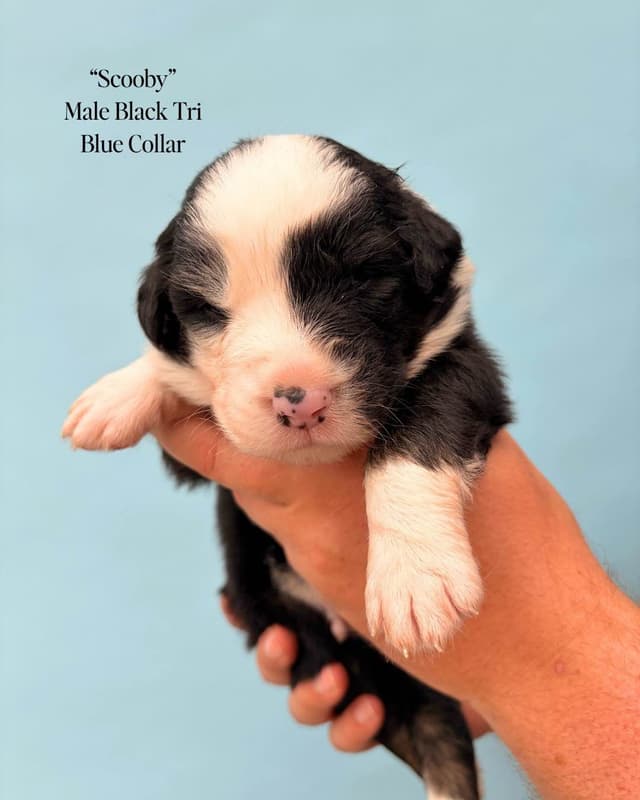 Australian Shepherd Puppies media 23
