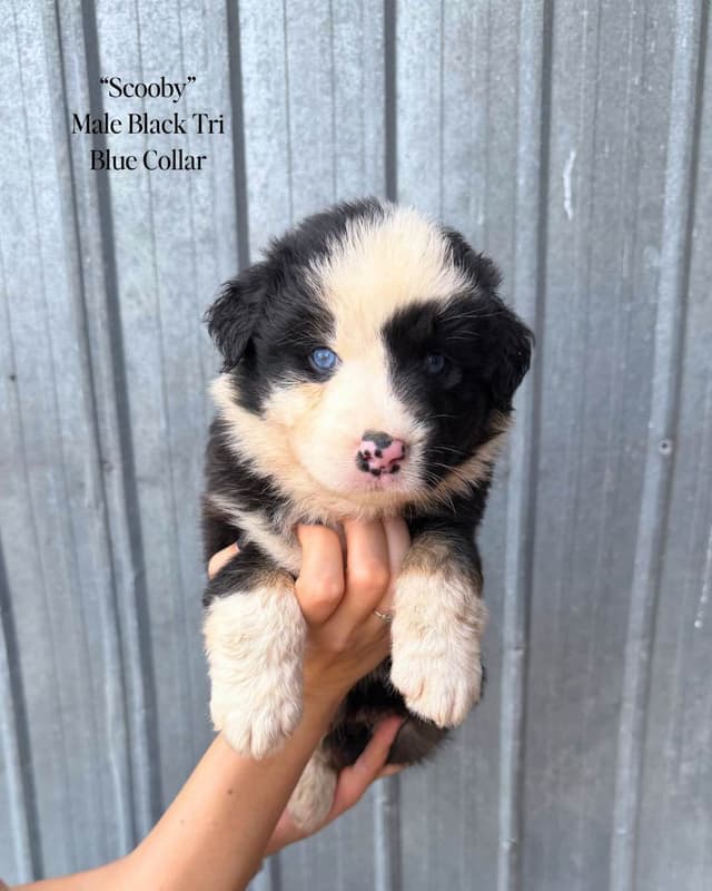 Australian Shepherd Puppies media 4