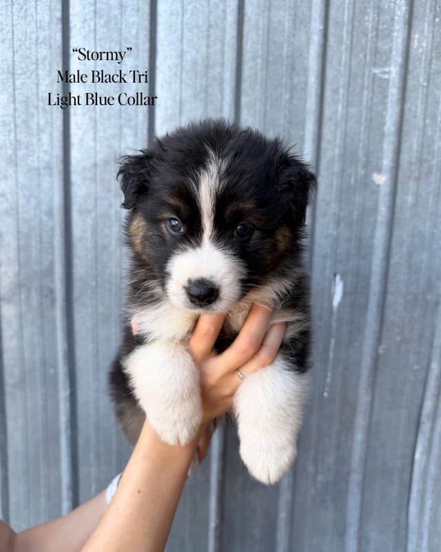Australian Shepherd Puppies media 6