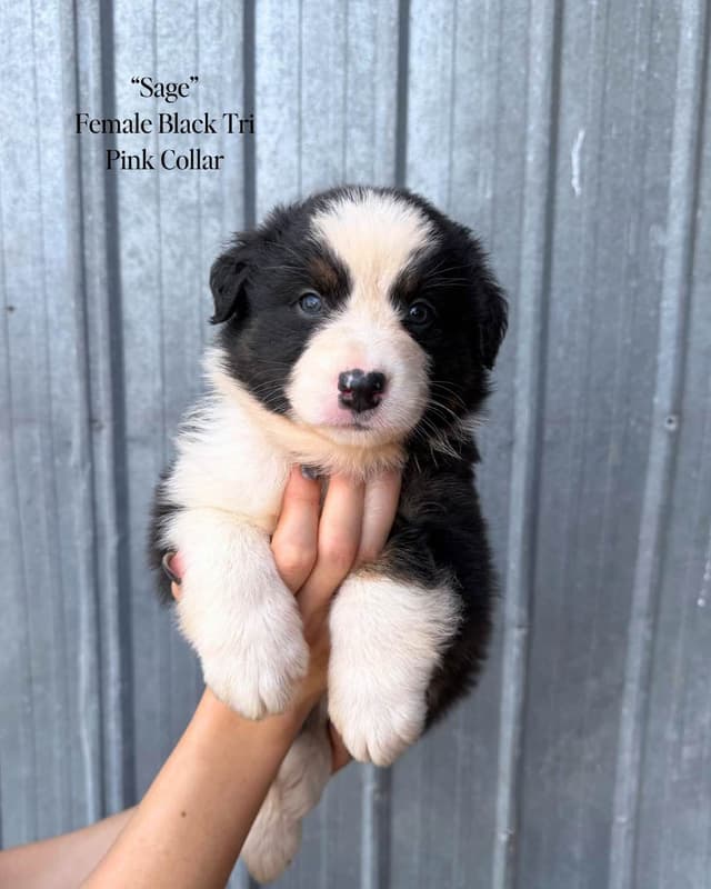 Australian Shepherd Puppies media 7