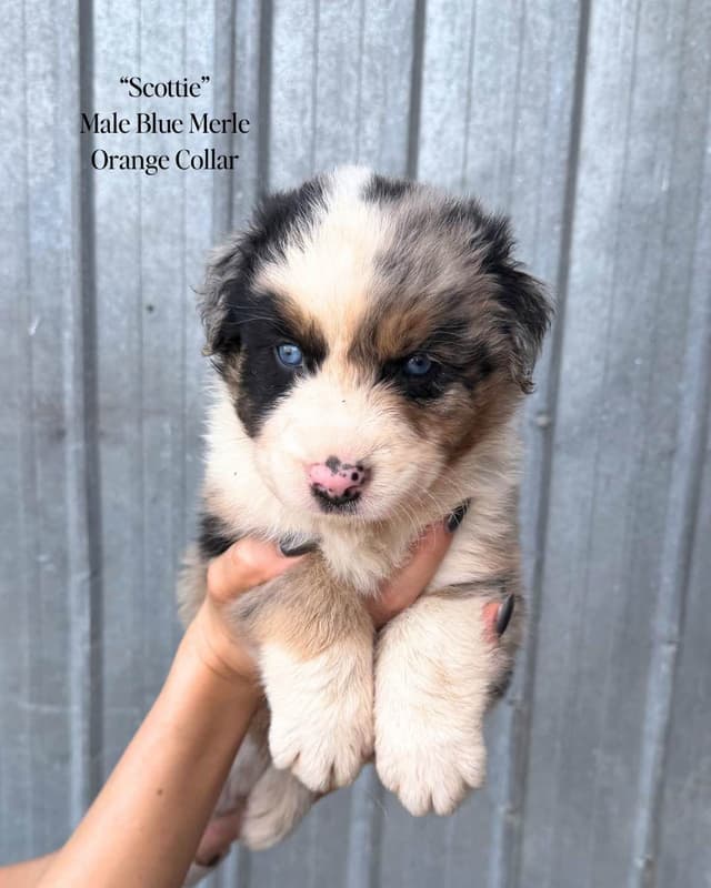 Australian Shepherd Puppies media 8