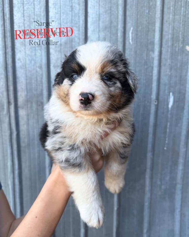 Australian Shepherd Puppies media 9