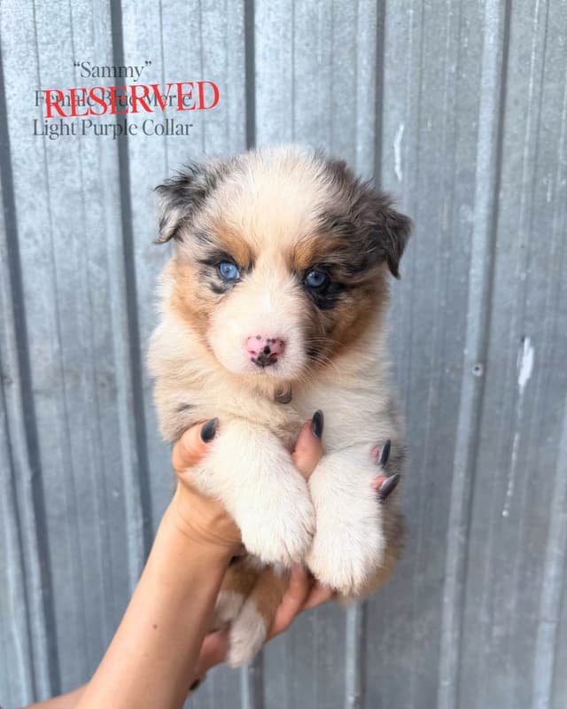 Australian Shepherd Puppies media 11