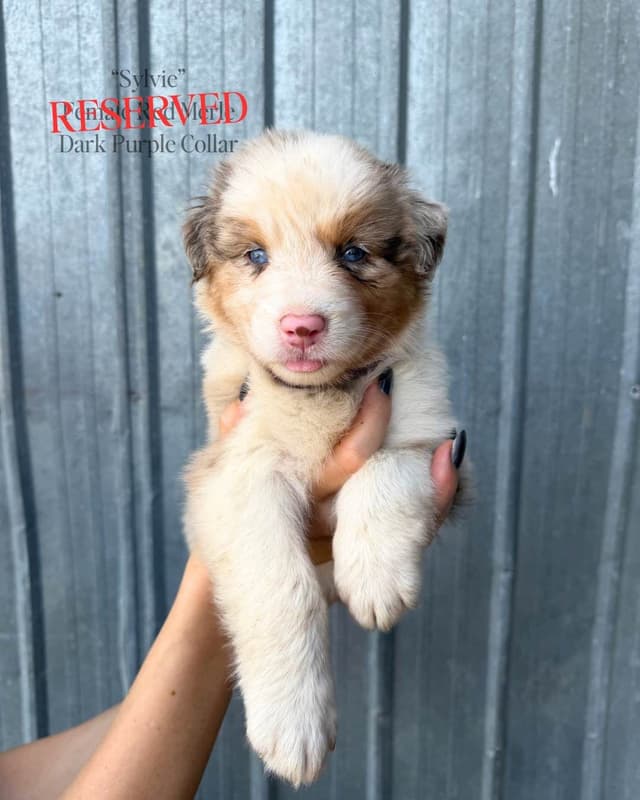 Australian Shepherd Puppies media 13