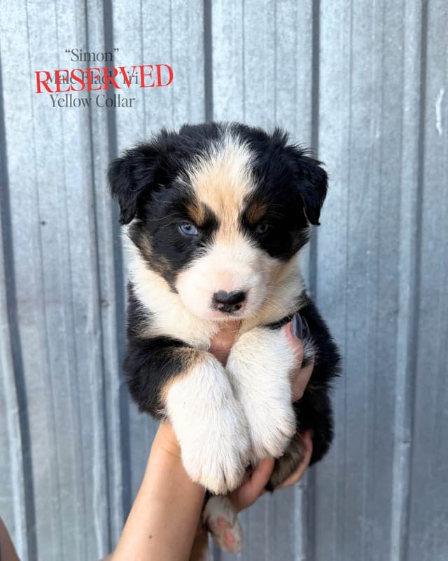 Australian Shepherd Puppies media 12