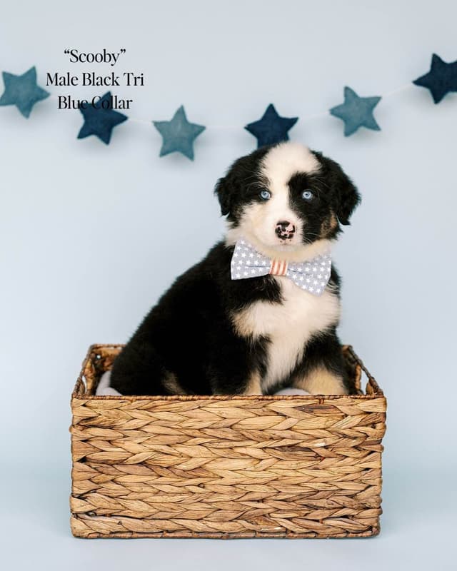 Australian Shepherd Puppies media 2