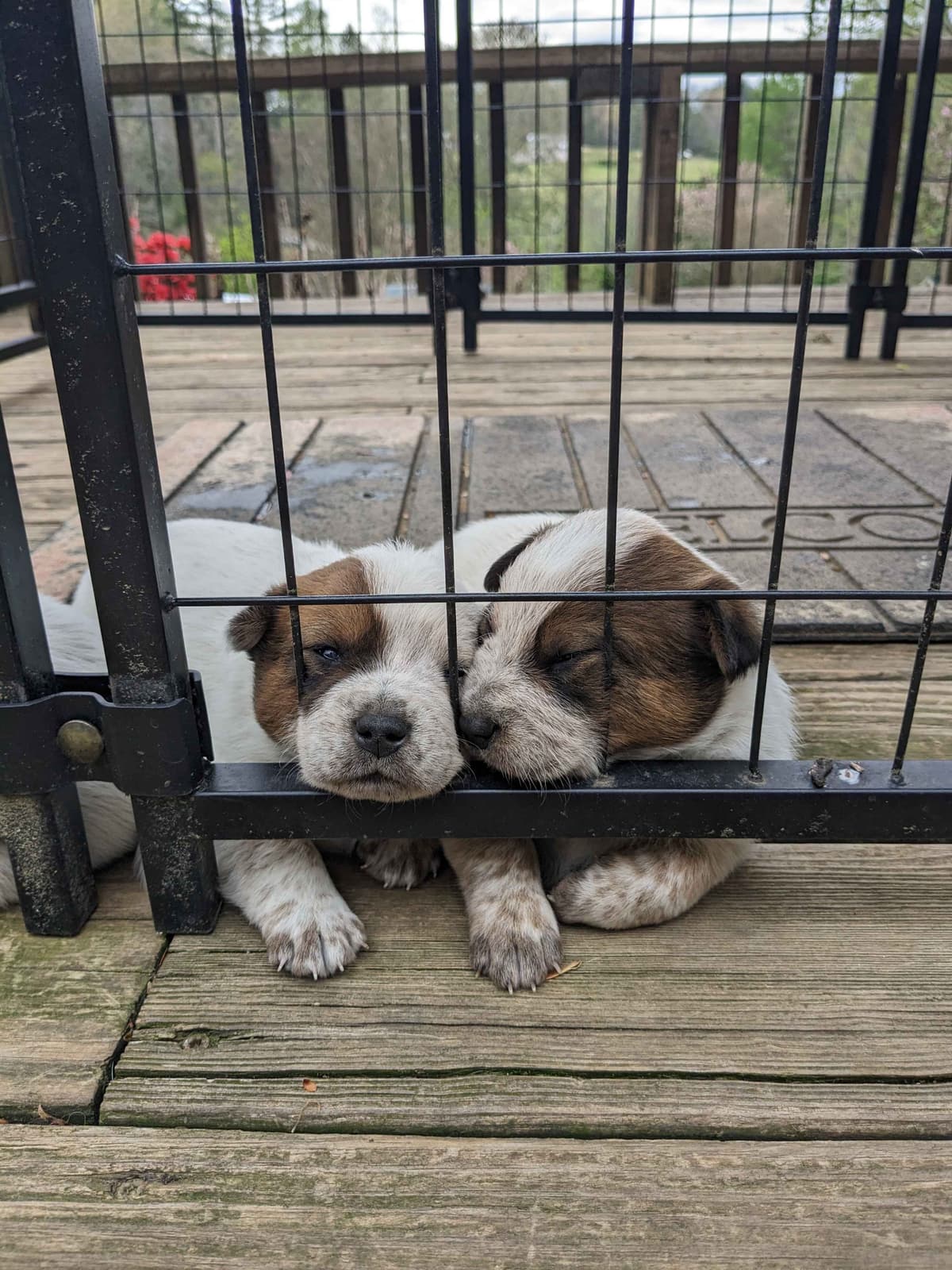 Australian Cattle Dog Puppies breeder image 2