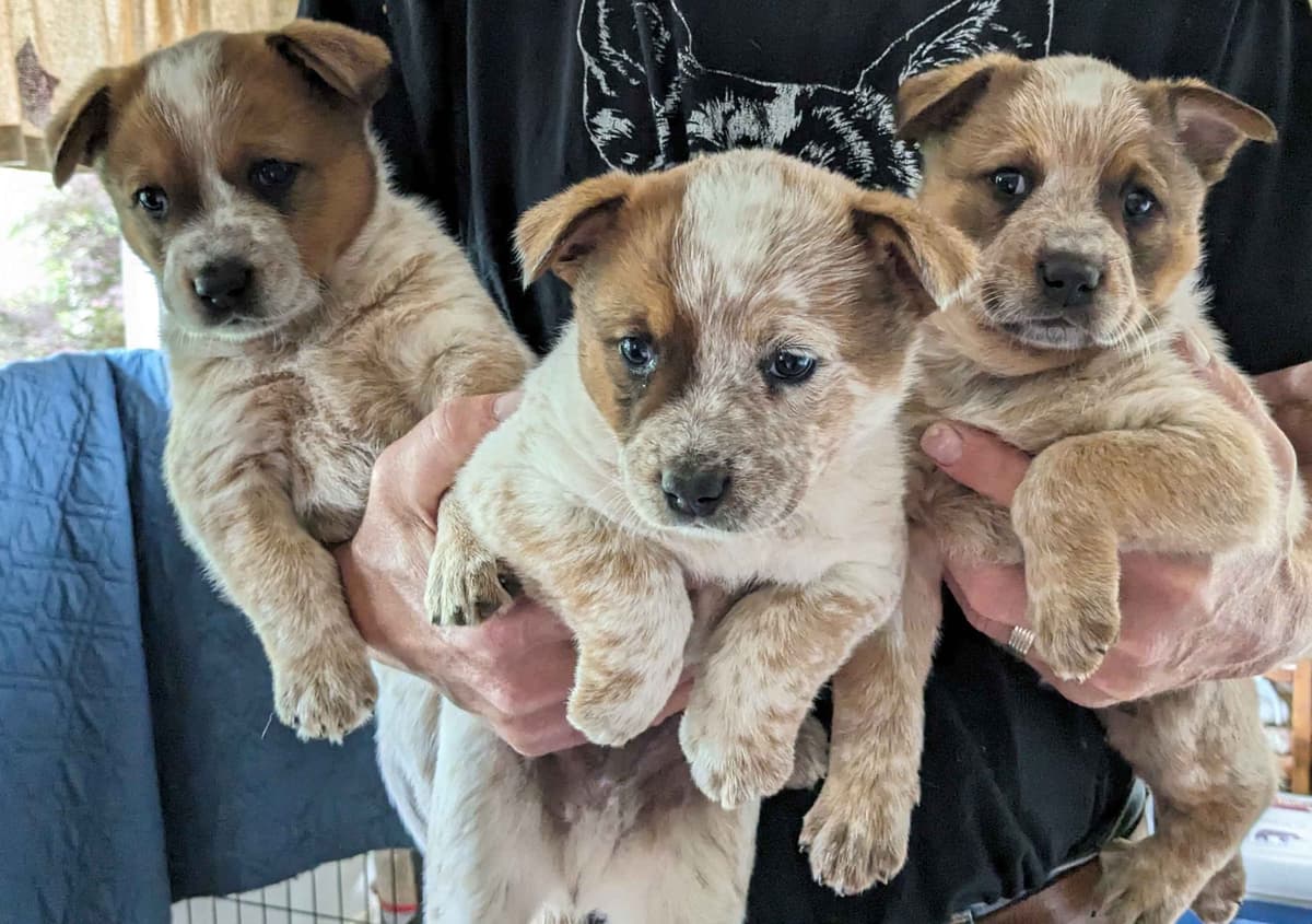 Australian Cattle Dog Puppies breeder image 4