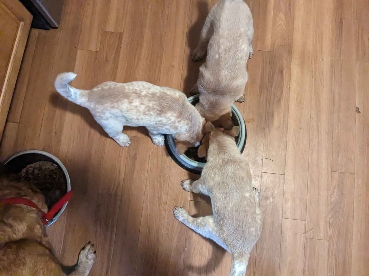 Australian Cattle Dog Puppies breeder image 3