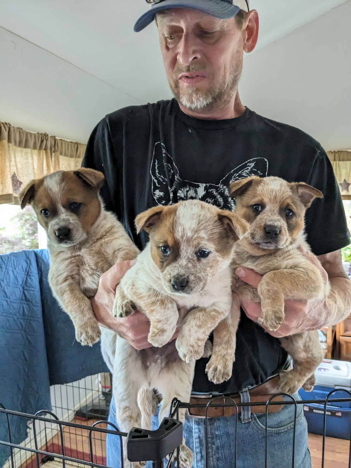 Australian Cattle Dog Puppies breeder image 5