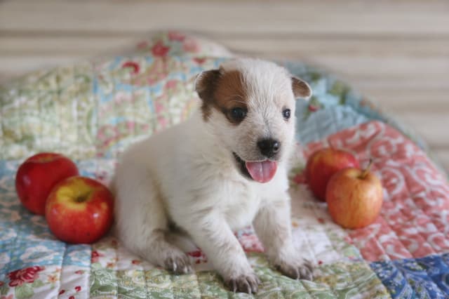 Australian Cattle Dog Puppies media 2