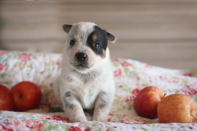 Australian Cattle Dog Puppies media 3