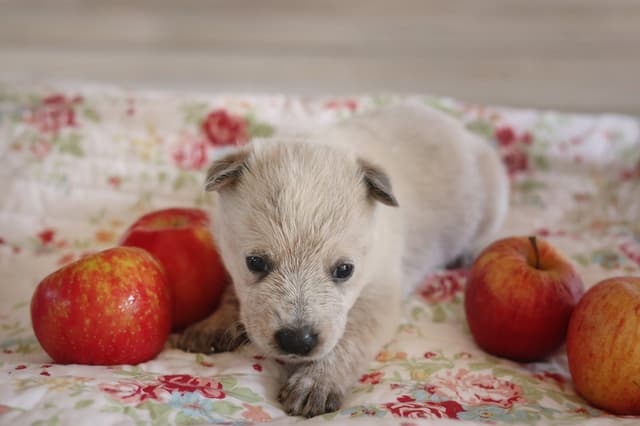 Australian Cattle Dog Puppies media 4