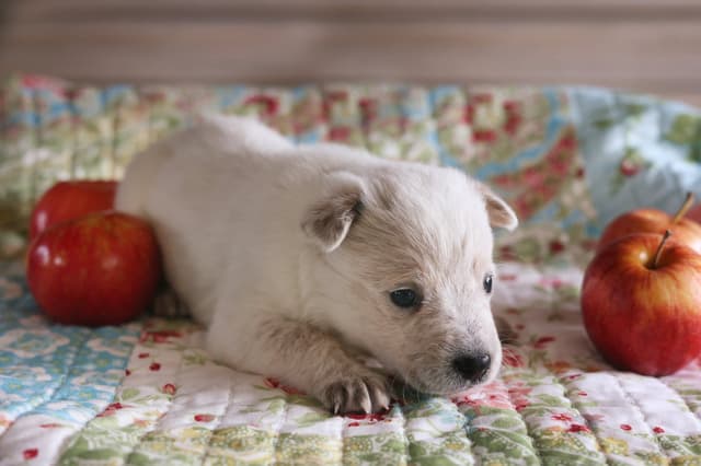 Australian Cattle Dog Puppies media 6