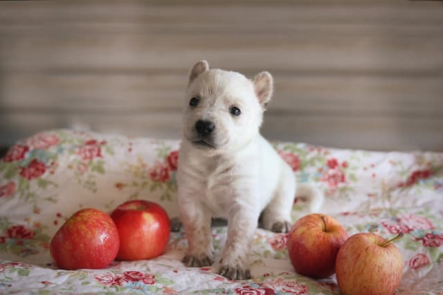 Australian Cattle Dog Puppies media 5