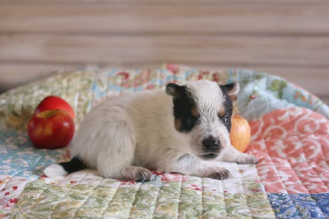 Australian Cattle Dog Puppies media 7