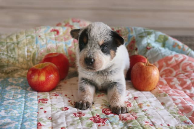 Australian Cattle Dog Puppies media 9